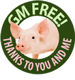 GM Free Pig Button