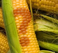 Sweet Corn Question Mark