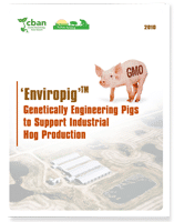Enviropig: Genetically Engineering Pigs to Support Industrial Hog Production